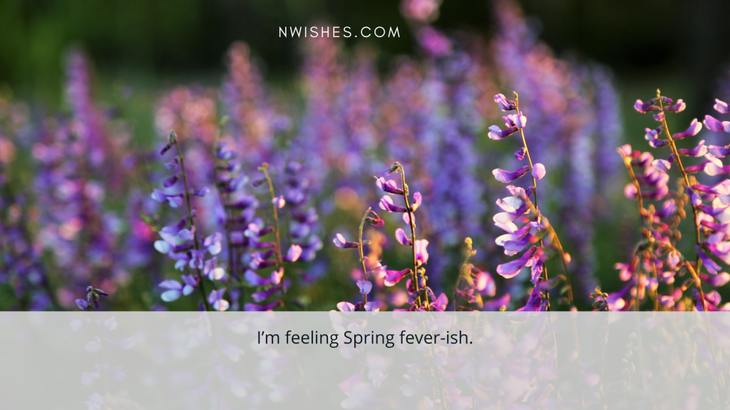 Funny Spring Wishes