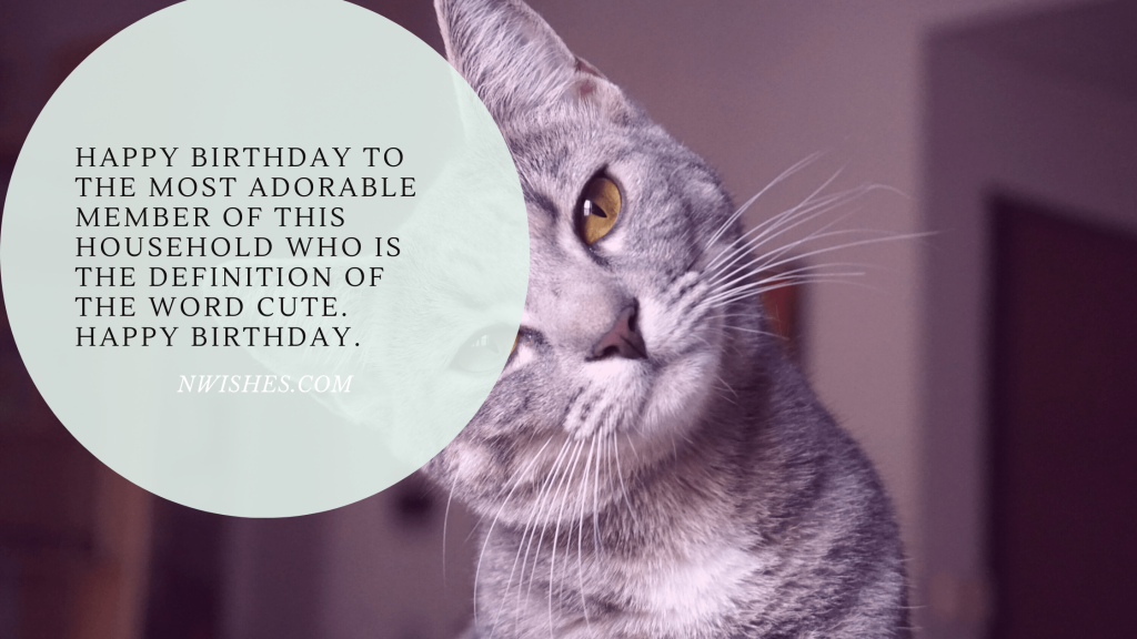 Happy Birthday Kitty