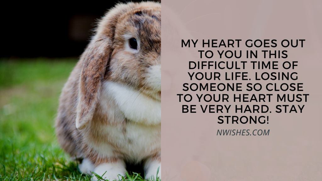 Condolence Messages for Loss of a Rabbit